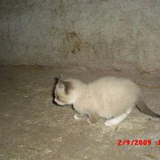 Blanding af racer Starshine R.I.P