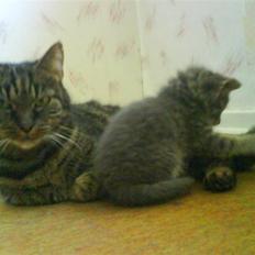 Blanding af racer Strit R.I.P