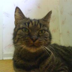 Blanding af racer Strit R.I.P