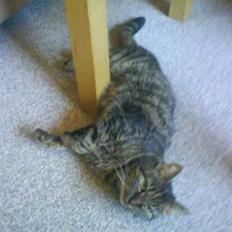 Blanding af racer Strit R.I.P