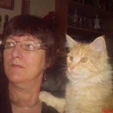 Maine Coon DK Skovlycoon Beach Boy