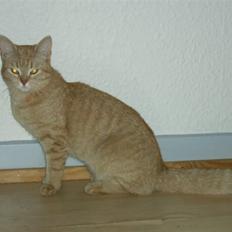 Blanding af racer Tiger