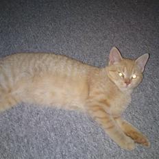 Blanding af racer Tiger