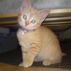 Blanding af racer Tiger