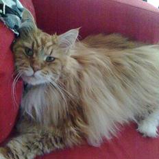 Maine Coon Cæsar