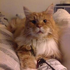 Maine Coon Cæsar