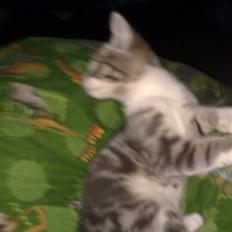 Blanding af racer JK(jacob´s kone)