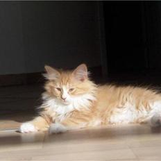 Maine Coon Ophelia