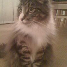 Maine Coon Simba