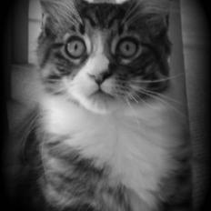 Maine Coon Simba