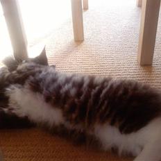 Maine Coon Simba