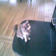 Norsk Skovkat Kitti<3 R.I.P