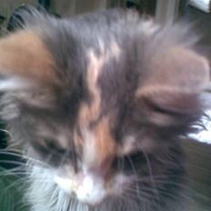 Norsk Skovkat Kitti<3 R.I.P