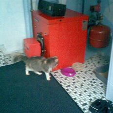 Norsk Skovkat Kitti<3 R.I.P