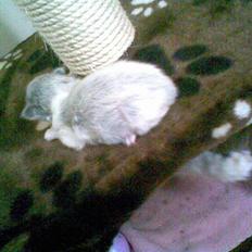 Norsk Skovkat Bamse<33 R.I.P.