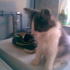 Norsk Skovkat Bamse<33 R.I.P.