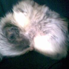 Norsk Skovkat Bamse<33 R.I.P.