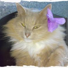 Blanding af racer Bamse *RIP*