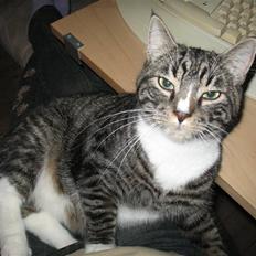 Huskat Elvis von Lømmel