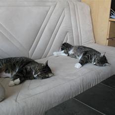 Huskat Elvis von Lømmel