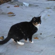 Huskat Black (Lille skid)