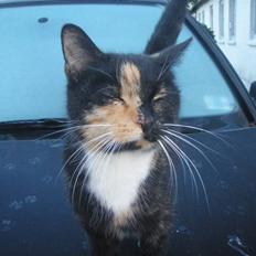 Huskat Beatuy (store skid)