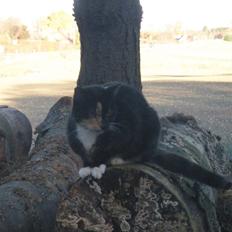 Huskat Beatuy (store skid)