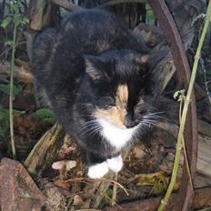 Huskat Beatuy (store skid)