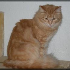 Sibirisk Kat Kukla