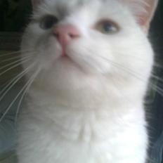 Huskat snowball...R.I.P.2010