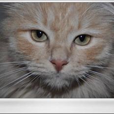 Blanding af racer Frida