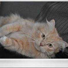 Blanding af racer Frida