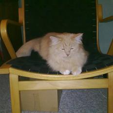 Blanding af racer Frida