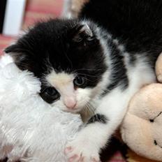 Blanding af racer Piv 