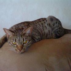 Ocicat Camena