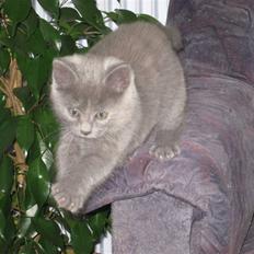 Huskat ¨˜°º•¤SHAYA¤•º°˜¨