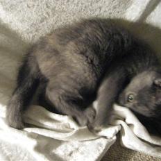 Huskat ¨˜°º•¤SHAYA¤•º°˜¨