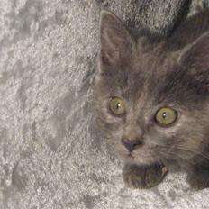 Huskat ¨˜°º•¤SHAYA¤•º°˜¨