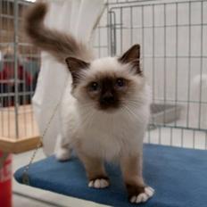 Hellig Birma DK.CHACOMI'S VICTORIA.