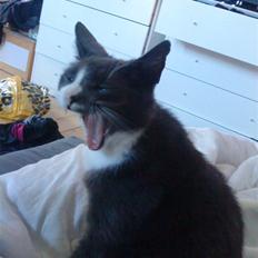 Huskat Toulouse