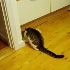 Blanding af racer Felix