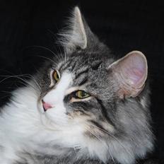 Norsk Skovkat Bucks Fizz