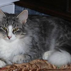 Norsk Skovkat Bucks Fizz