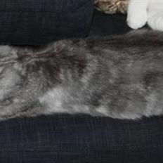 Norsk Skovkat Bucks Fizz