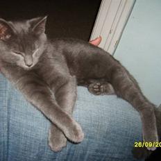 Huskat Balou ¨ Aflivet¨