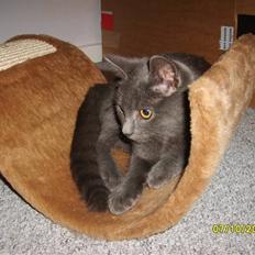 Huskat Balou ¨ Aflivet¨