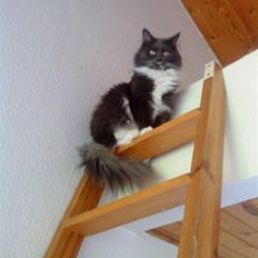 Maine Coon Nullah (Aflivet)