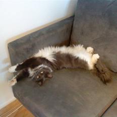 Maine Coon Nullah (Aflivet)