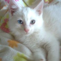 Blanding af racer Oliver