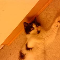 Blanding af racer Tarzan